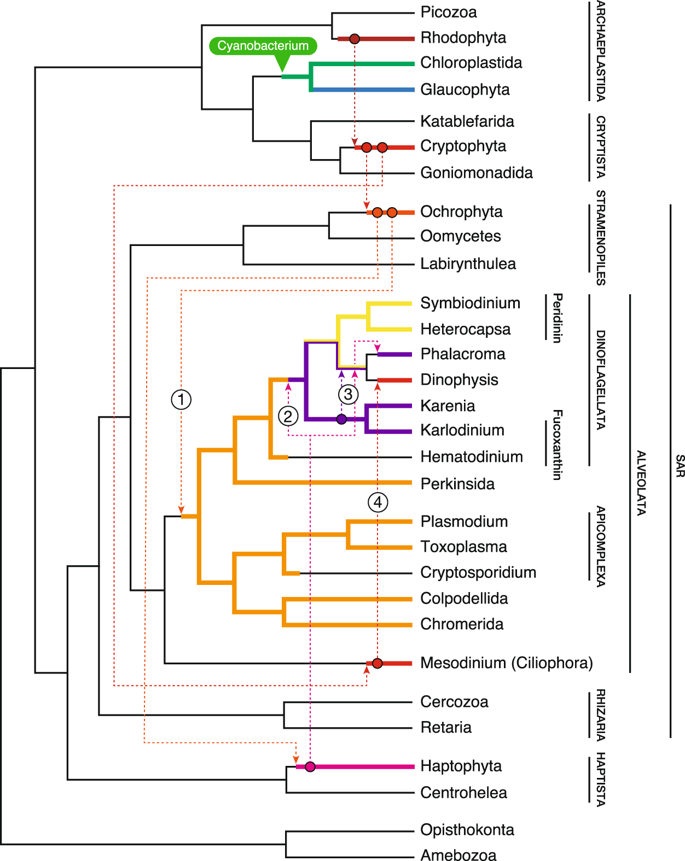 protistologists's tweet photo. Genes functioned in #kleptoplastids of #Dinophysis are derived from #haptophytes rather than from #cryptophytes.
https://t.co/OBbAkw3voA #protists #algae #plastids https://t.co/YHII9RVcKn