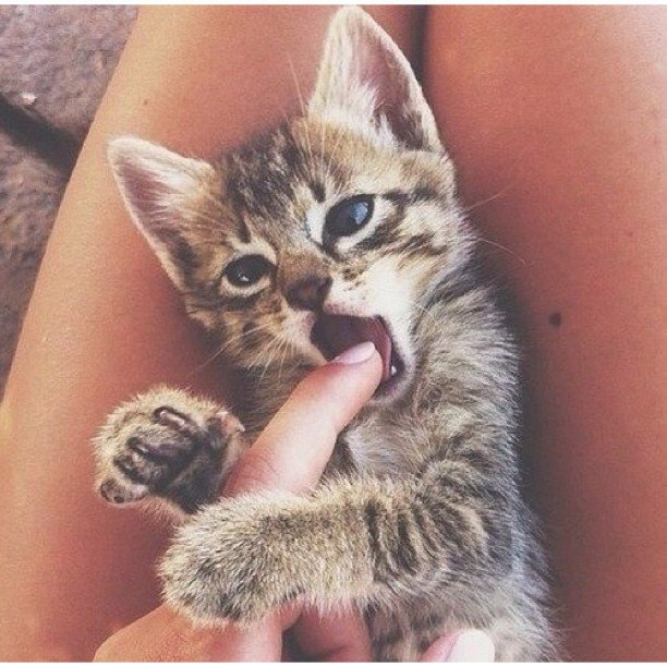 Danger, danger!
#love #animallover