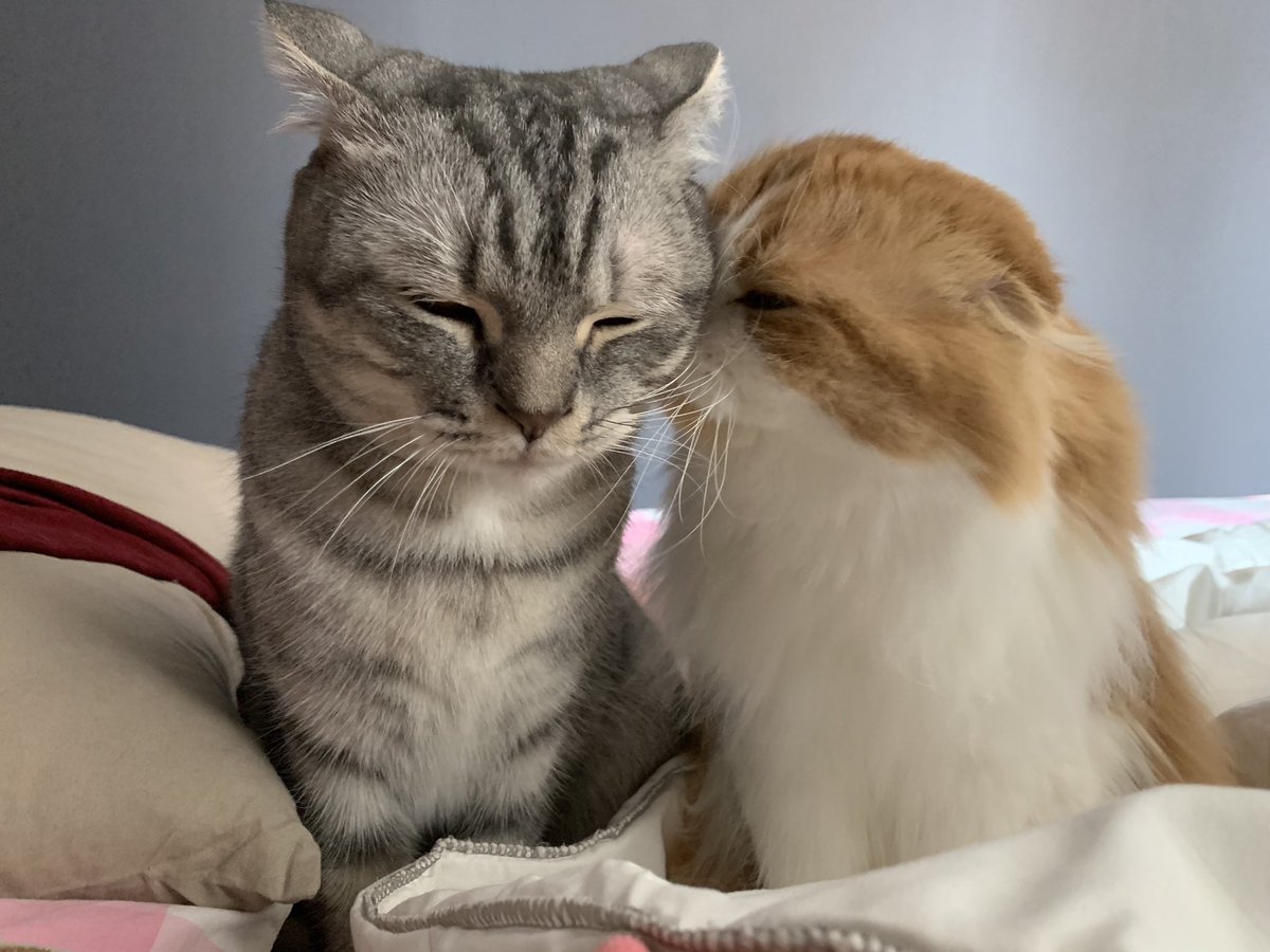 🐱 tweet media