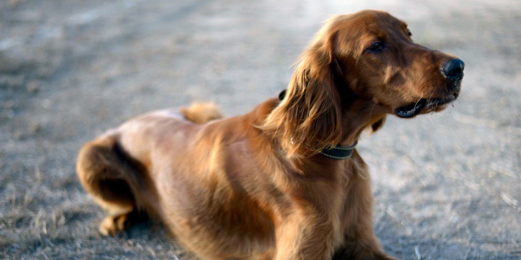 the_prbb's tweet photo. #prbbNEWS Dogs with more joint mobility and flexibility tend to have more #anxiety problems. This may suggest a very ancient evolutionary link which could be a universal trait in all #mammals. @imimat @UABBarcelona 

👉 https://t.co/vTT5yivBe0 https://t.co/k1V6GRlig3