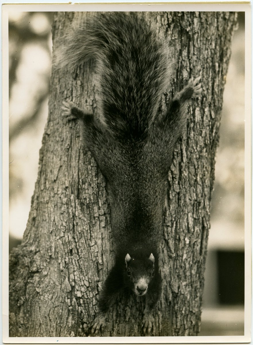 OpenParks's tweet photo. @USNatArchives We may have a few images squirreled away for #ArchivesOutdoors! See you in August, #ArchivesHashtagParty
.
.
.
Mangrove fox squirrel, 1954, @EvergladesNPS 
https://t.co/OEcdQ9UjO9 https://t.co/0I32RPbtCZ