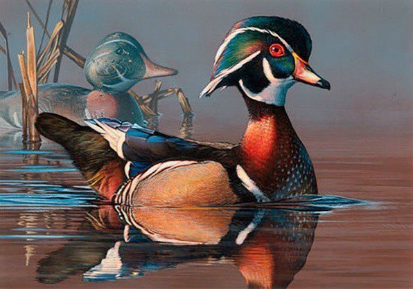 TonyVandemore's tweet photo. Happy 2019-20 Federal Duck Stamp Day!! The reveal takes place today at the Grandaddy of outdoor stores, @bassproshops in Springfield, MO. “The new 2019-2020 federal duck stamp goes on sale Friday, June 28. The stamps, which cost $25, are valid from July … https://t.co/mQAZ43REe7 https://t.co/g5auvgjeJe