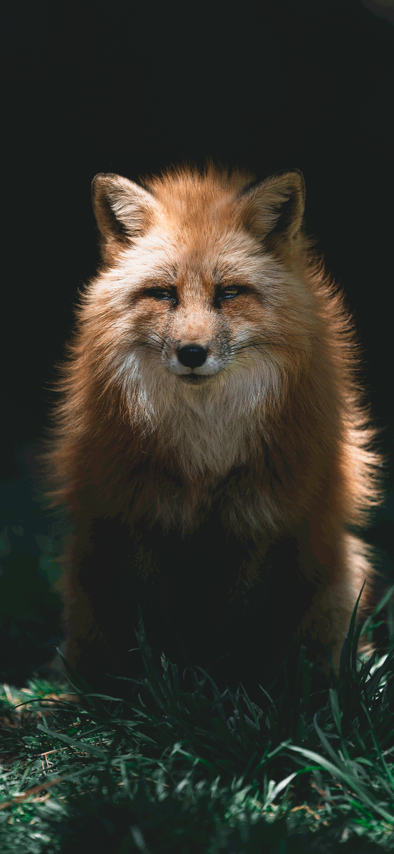 Cute fox for iphone HD wallpapers  Pxfuel