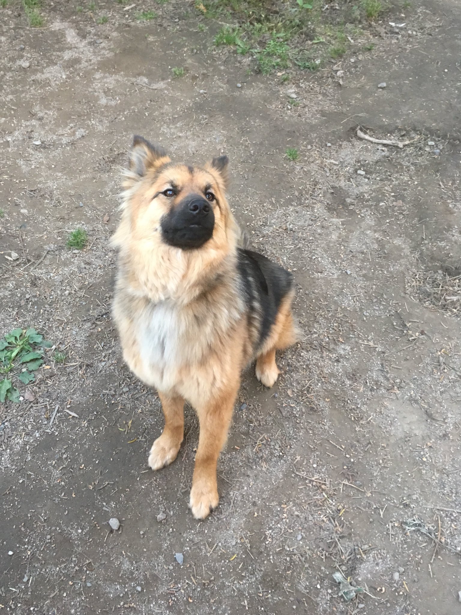 我が家の雑種犬4歳10ヶ月 現在1歳3ヶ月くらいの愛犬 絶賛換毛期 かわいい 凛々しい んもぅ かわいい 女の子です 今の所出来るのはお手あごお鼻マル伏せお座りジャンプ待て 目を離したら待たない T Co Mzviyxbqo4 Twitter