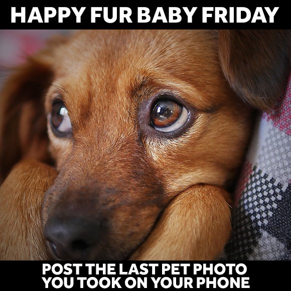 kmbc's tweet photo. 🐶🐱🐹🐰🐮🐔🐴 It's FUR BABY FRIDAY -- Show us the last pet photo you took on your phone! And while you’re at it, join the KMBC 9 ulocal @Facebook group to see even more amazing local pictures. https://t.co/GcCzayikSQ #FURBABYFRIDAY https://t.co/ZYBgbvzp1N