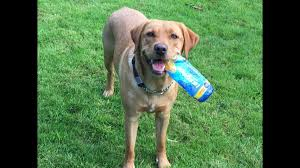 bathVC's tweet photo. Do you walk your dog every day?

Could you and your dog make a difference and become an awesome volunteer team?

With many people looking for ways to reduce plastic pollution, a growing movement #PawsOnPlastic is calling on dog owners to help by picking up some plastic whilst out https://t.co/cuvLQufeF5