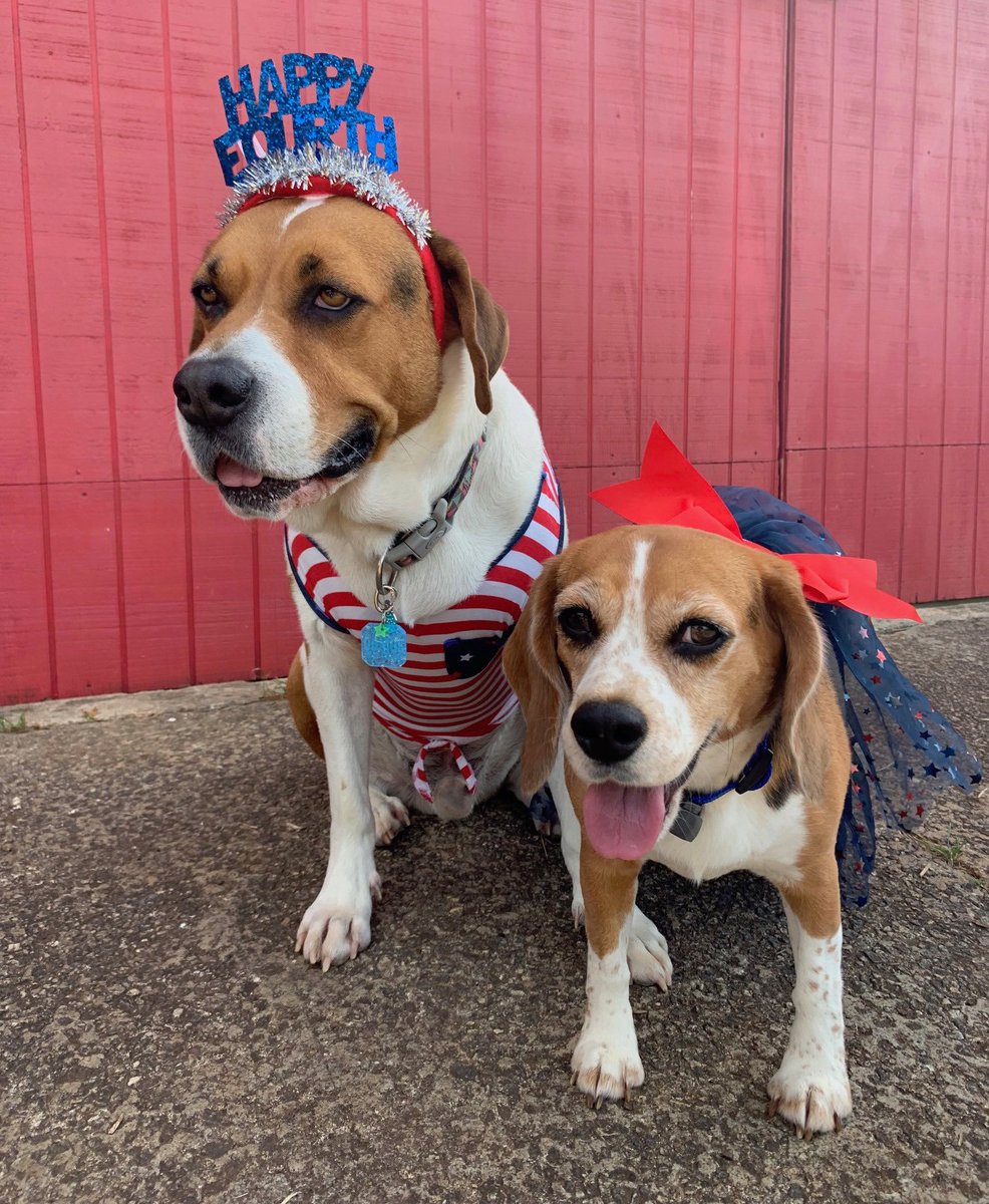 beaglefreedom's tweet image. Please keep your animals safe on the 4th of July and at all times. We have great safety tips at BFP.ORG/Safety.