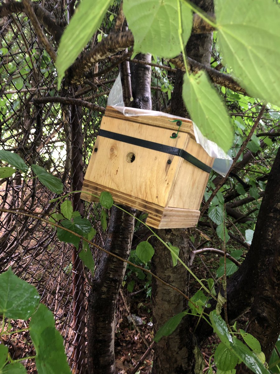 wildforbees's tweet photo. Well this was a fun surprise on a rainy afternoon! I put up 5 #nestboxes on #WLU campus with @GrowShareRepeat and @LaurierGreen and one of them is occupied! The #bumblebees didn’t want to cooperate when I looked inside so species is still TBD! What species do you think it is?! 🐝 https://t.co/njuv0H6PqI