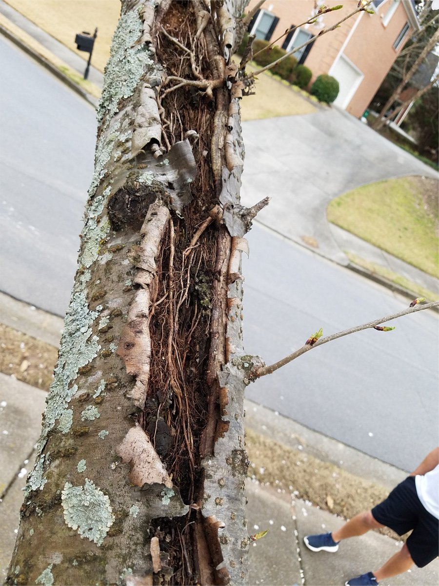d d tree service on North Atlanta Tree Service Northatlantatr1 Twitter