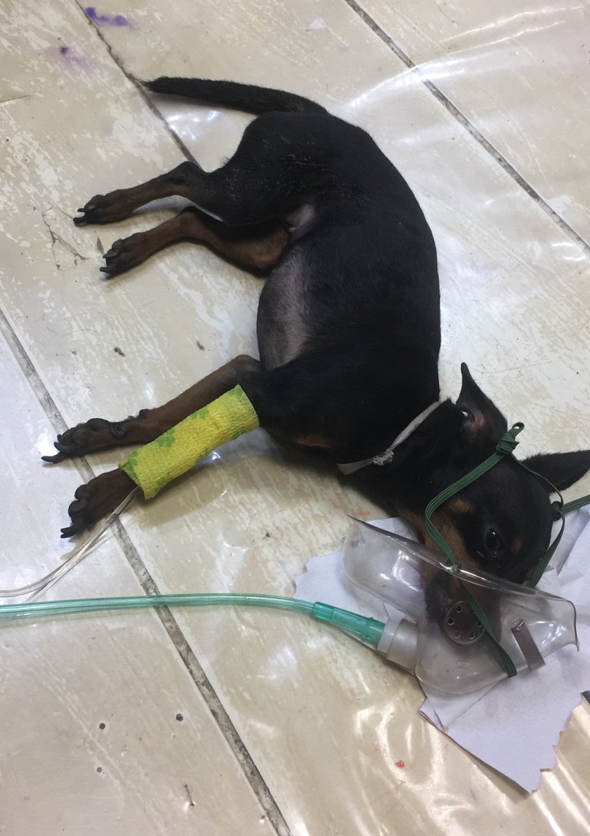 juantomassone's tweet image. Le atropellaron a un perro y se dieron a la fuga cerca de Terrotorio Chopp, si pueden dar RT para encontrar al dueño 😣 me estoy haciendo cargo de los gastos, también si saben de alguien que quiera ayudar
