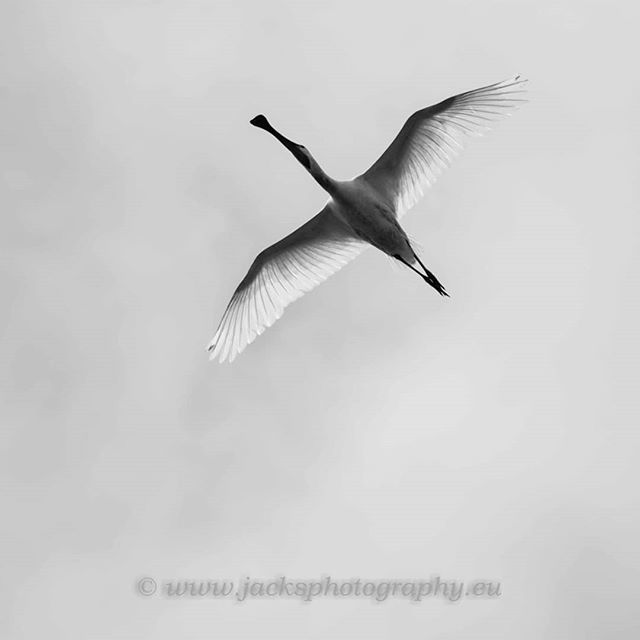 drjackdr's tweet image. #spoonbill flying over. My lucky moment with my Nikon d7200 plus Sigma 100-400mm. #moments that make me #hippy and #proud. #beauty #gratefull #nature ift.tt/2ZVuzdr