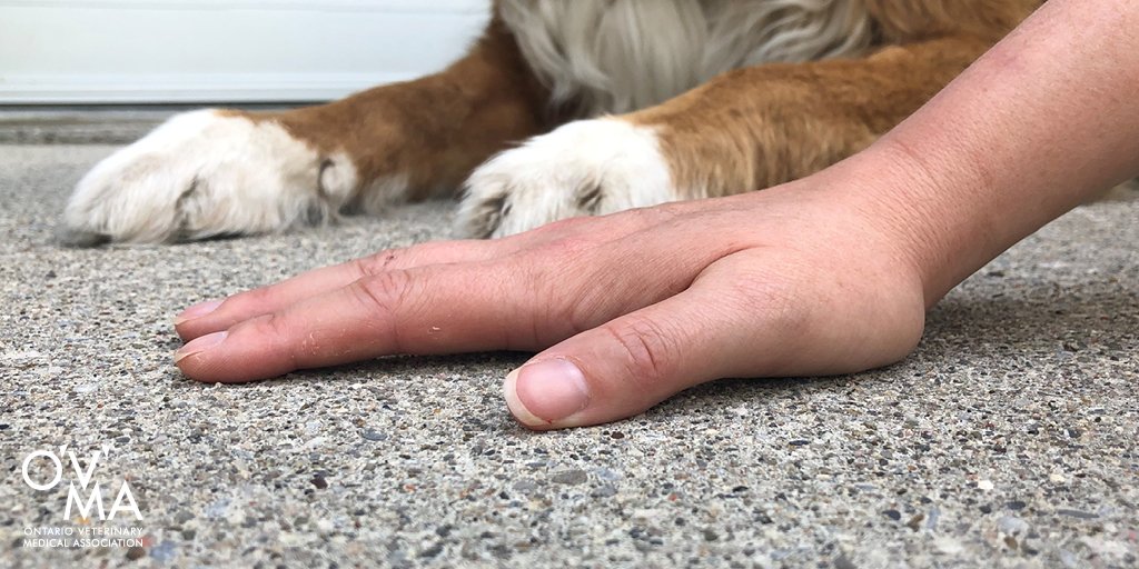 OnVetMedAssoc's tweet photo. Before you head outside, remember the five-second rule: place your hand on the concrete for five seconds - if it's too hot for you, it's too hot for your pet. https://t.co/kY2lJffcVA