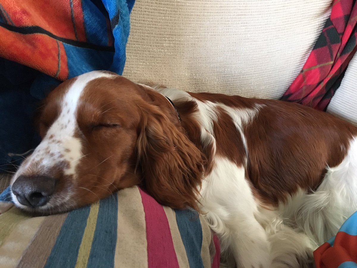 EganLab's tweet image. Someone loved meeting all the prospective new vet students at open day today but is a little worn out from all the attention! @NottinghamVets