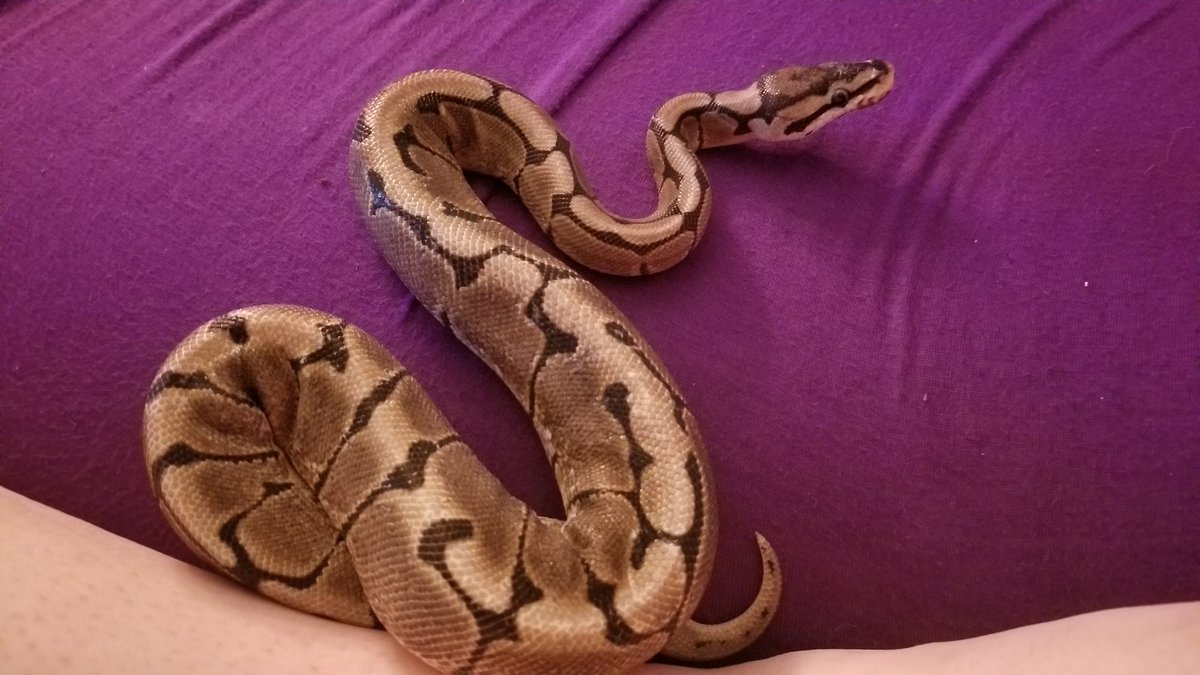 NovaDoesArts's tweet image. Adopted a new sweetheart yesterday! I've named her Elora. Shes a spider ball python. Ive leaned much about her morph AFTER adopting her. But I still fell in love with her personality. Here's to her long spoiled life :)
#spiderballpython #beautifulsnake