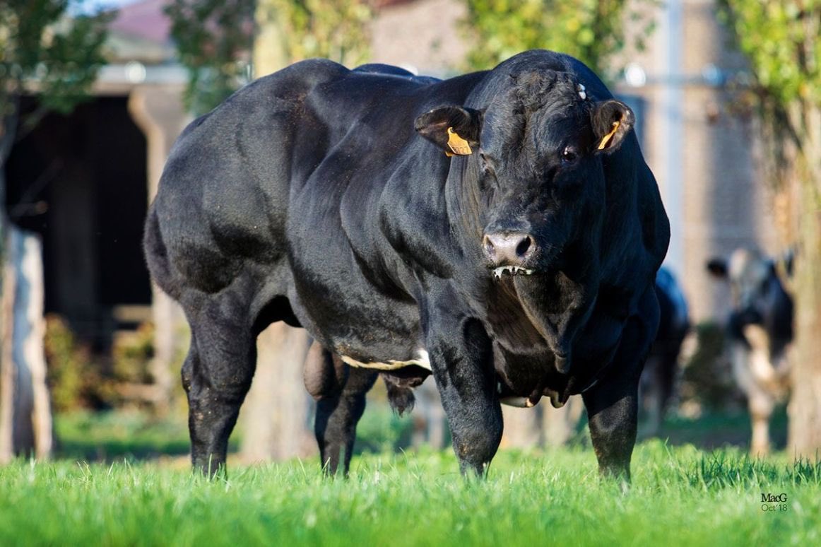 Progressive Genetics tweet media