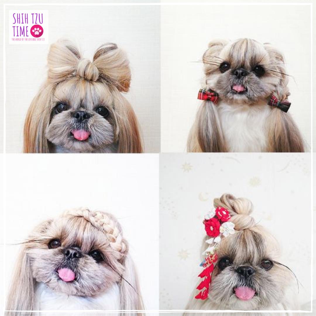 Top 6 Shih Tzu Haircuts  Hairstyles 2022  Marvelous Dogs