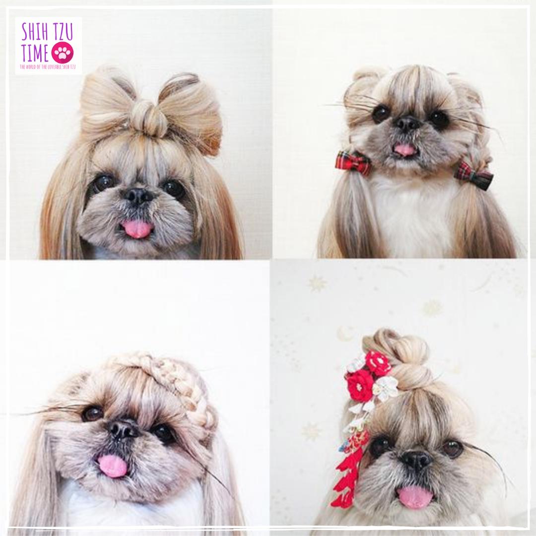 Shih Tzu Time på Twitter: Shih Tzu Time på Twitter: