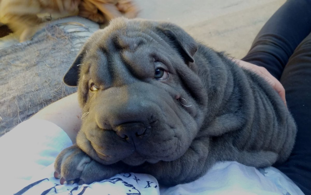 Greg25052005's tweet image. This is dexter.
He doesn't come in red 😊