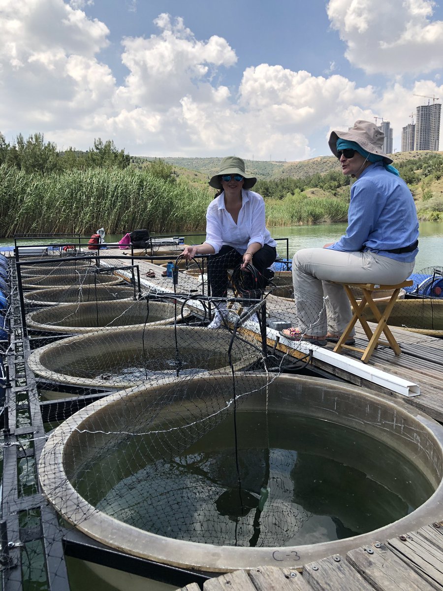 BekliogluMeryem's tweet photo. #Heatwaves seem to speed up all happening in #mesocosms as in 7 days we lost the most of the colour of local #DOC and #Huminfeed not to mention hardship of sampling in hottest days though Sanja and Maria found ways to enjoy 😉@aquacosm @METU_ODTU @MetuLimnology @CalderoPM https://t.co/UihWZI285C