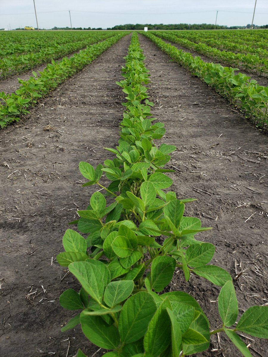 The soybeans are really loving the heat. These Pride PS0074s are a proven variety featuring the round up ready 2 gene and has a tolerant IDC rating. Come and see them for yourselves in our plots. <a href="/LloydWiebe/">Lloyd Wiebe</a> @LDSeedsDylan <a href="/alana_serhan/">Alana Serhan</a>
