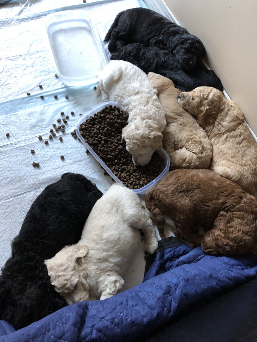 DoubleBarDFarms's tweet photo. Nothing like falling asleep with your face in the trough! #standardpoodle 4 pups are still available if anyone is looking for a great pet or hunting/retrieving dog. https://t.co/X6u0y74Up5