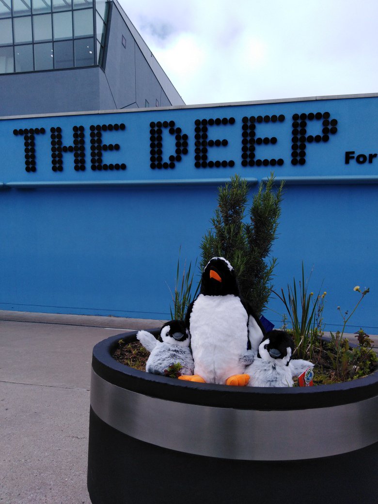 ConferenceHull's tweet photo. Our penguin friends had a great time @MeetingsShow but are happy to be back home @thedeephull
#MeetHull
#MeetYouAtTheShow https://t.co/eCfFnQ041z