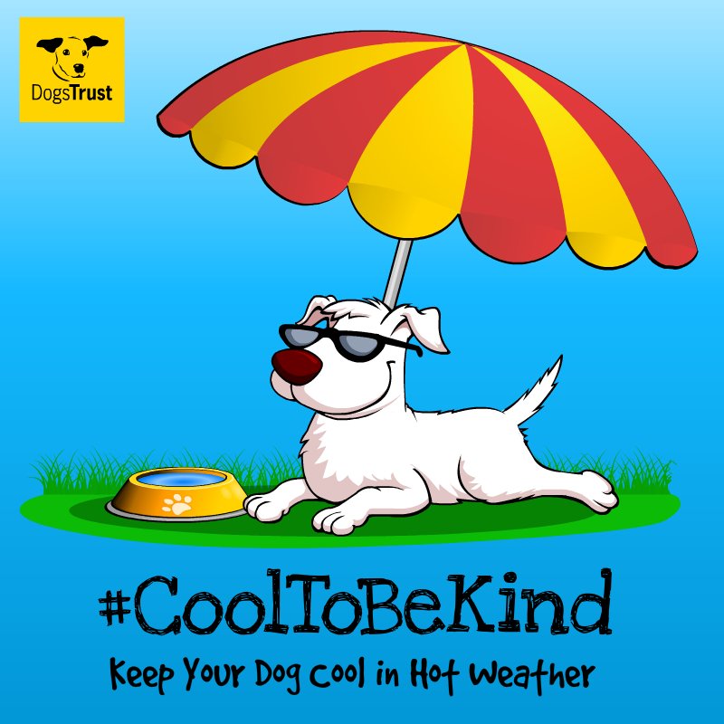 Some dogs like to sunbathe but try to avoid allowing your dog getting too much sun exposure. Just like humans, they can get sunburnt! This is especially true for dogs with white or very thin fur, so be extra careful with them. #CoolToBeKind #KeepYourDogCool #HotCarsKillDogs