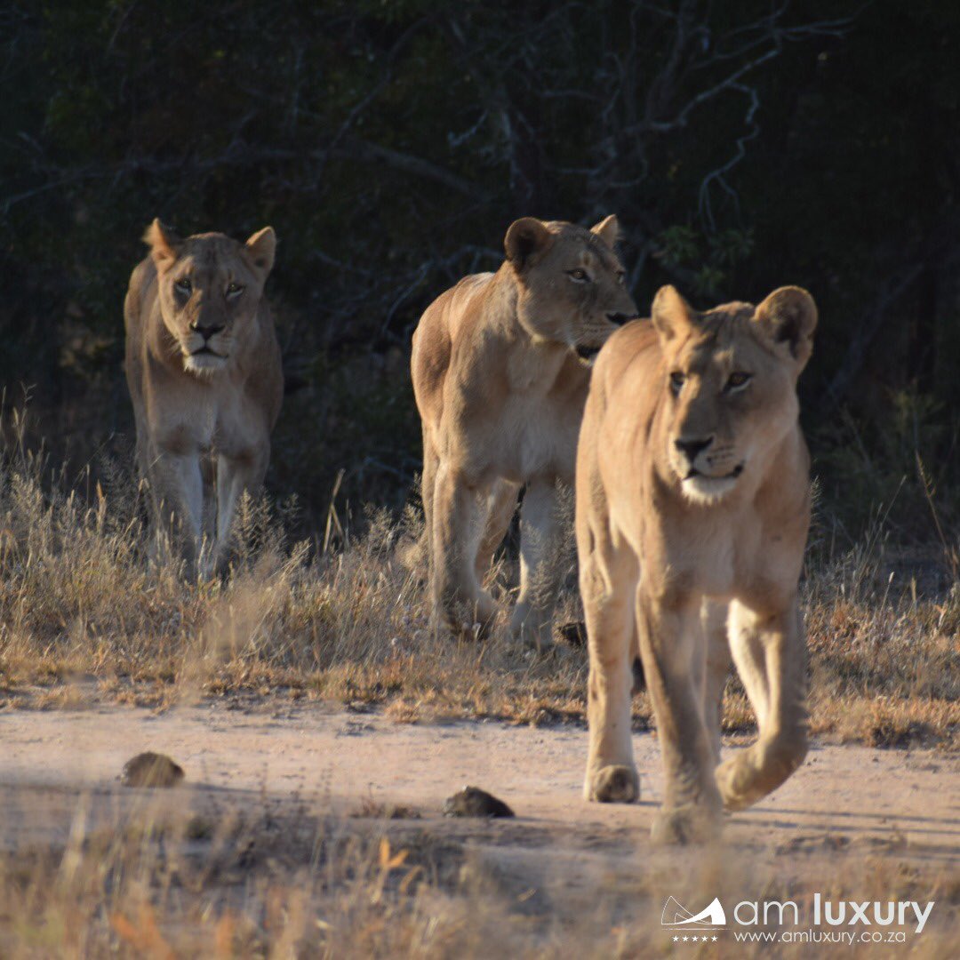 amlodge_za's tweet photo. The hunt is on!π¦ Book your safari gamedrive with us to witness the wonders of the wild with us
#ExploreLuxury @amlodge_za
https://t.co/dEMYb3zX1g
#lioness #hunt #predator #wildlife #outdoor #natgeo #photography #africa #travel #safari #tourism https://t.co/Umv1mievYk