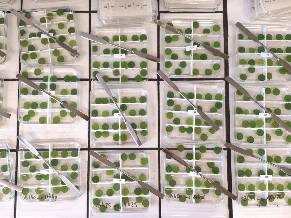 inrae_save's tweet photo. ⚠️Durabilité des cépages résistants au mildiou, phénotypage, virulence... Thèse de Manon Paineau: grosse expé inoculations croisées plante/pathogène en cours: 10 personnes mobilisées (même le DU!) , 3360 disques de feuille de vigne, 4 cépages, 136 isolats! À suivre! https://t.co/JqKEvjldsH