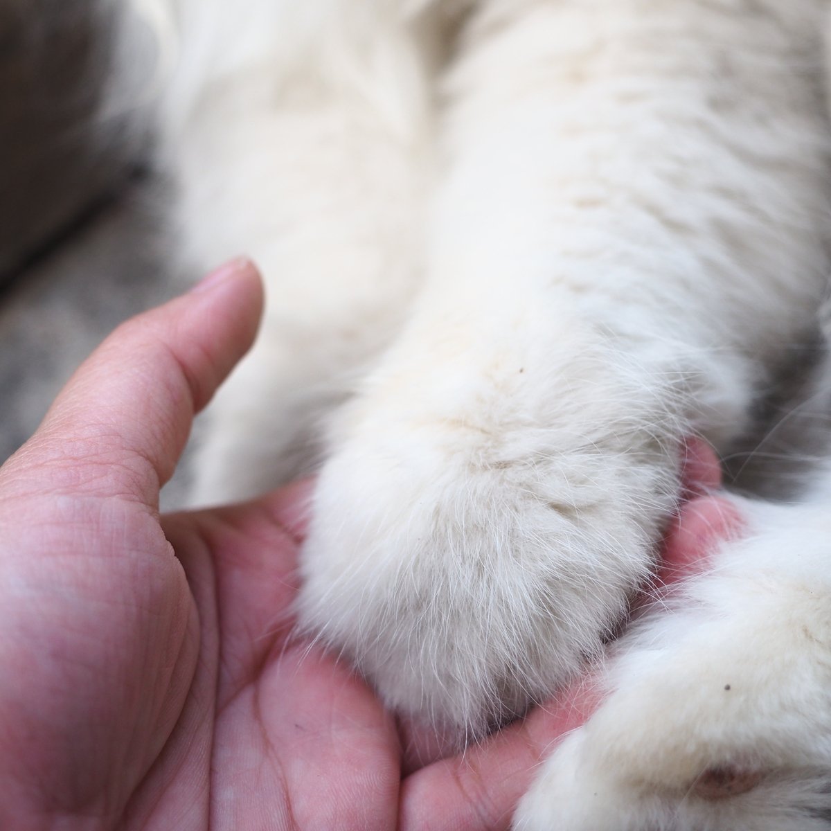 UK_VetForensics's tweet photo. Lots in the media recently about #thelink between animal and human abuse. We work with #Vets to re-assure them it's not their responsibility to prove a #NonAccidentalInjury case but recognise the vital role they play as they see the results of violence in their animal patients https://t.co/x1Pp7bWacM