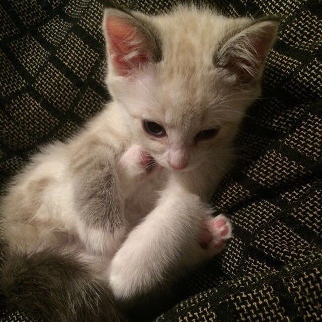 Small and grumpy
#AdoptDontShop #blackcatsrule