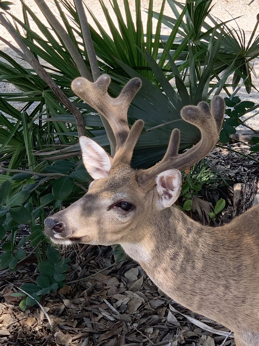 barbiedoll_eyw's tweet image. This guy just came out of the bushes!  Velvet is sooooo cool! #keydeer #bigpinekey