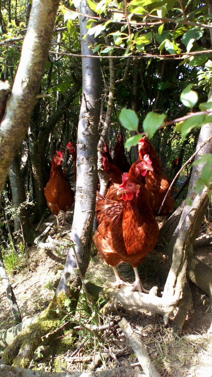 Our lovely ladies exploring &amp; enjoying the sunshine #hens #freerange #eggs #Wales