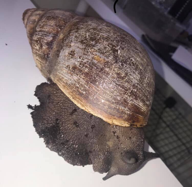 wisciborg's tweet photo. Did you know Giant African Land Snails have what’s called a Radula to eat with? The Radula is a chitinous ribbon (likened to our tongue) with hundreds of tiny teeth on it, they slowly grate parts of their food off just like grating cheese🧀🐌 #giantlandsnail #animalworkshops https://t.co/ZLDqxWBmIs