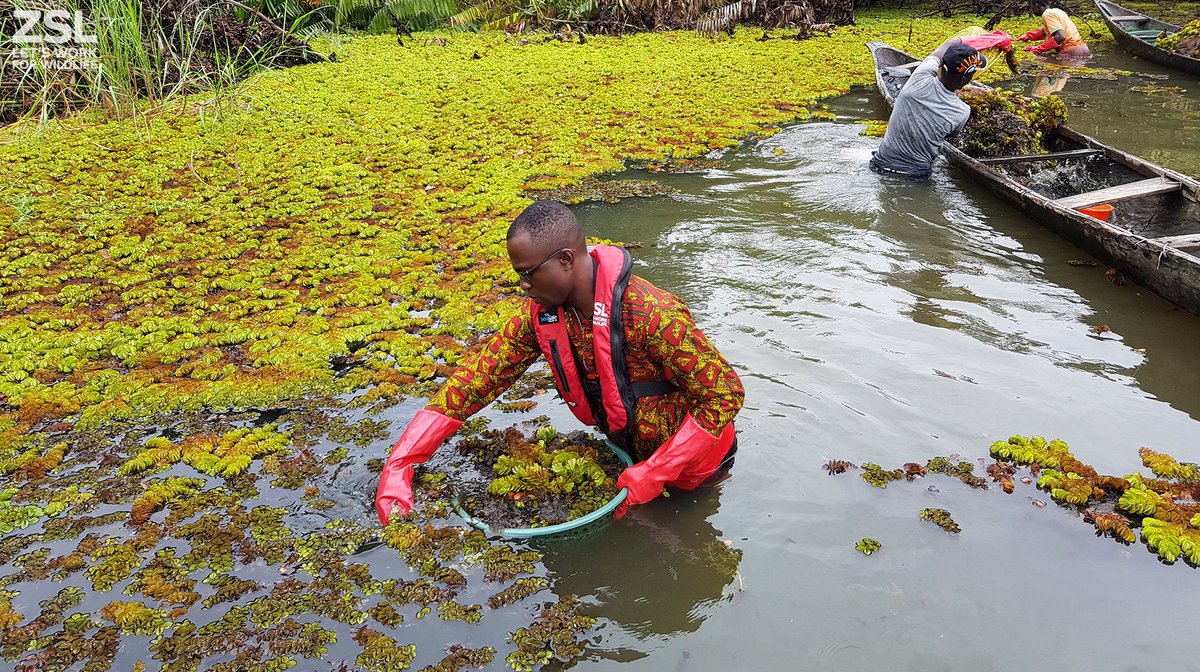 Zsl A Twitteren The Invasive Plant Salvinia Molesta Is Negatively Impacting Lake Ossa S Biodiversity Due To Reduced Water Flow Light Oxygen Leading To A Decline In The Local Fishery Thanks To Support
