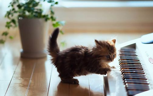 Drole De Chats L Instant Cute Un Chaton Qui Joue Du Piano Lolcat Drole De Chats L Instant Cute Un Chaton Qui Joue Du Piano Lolcat