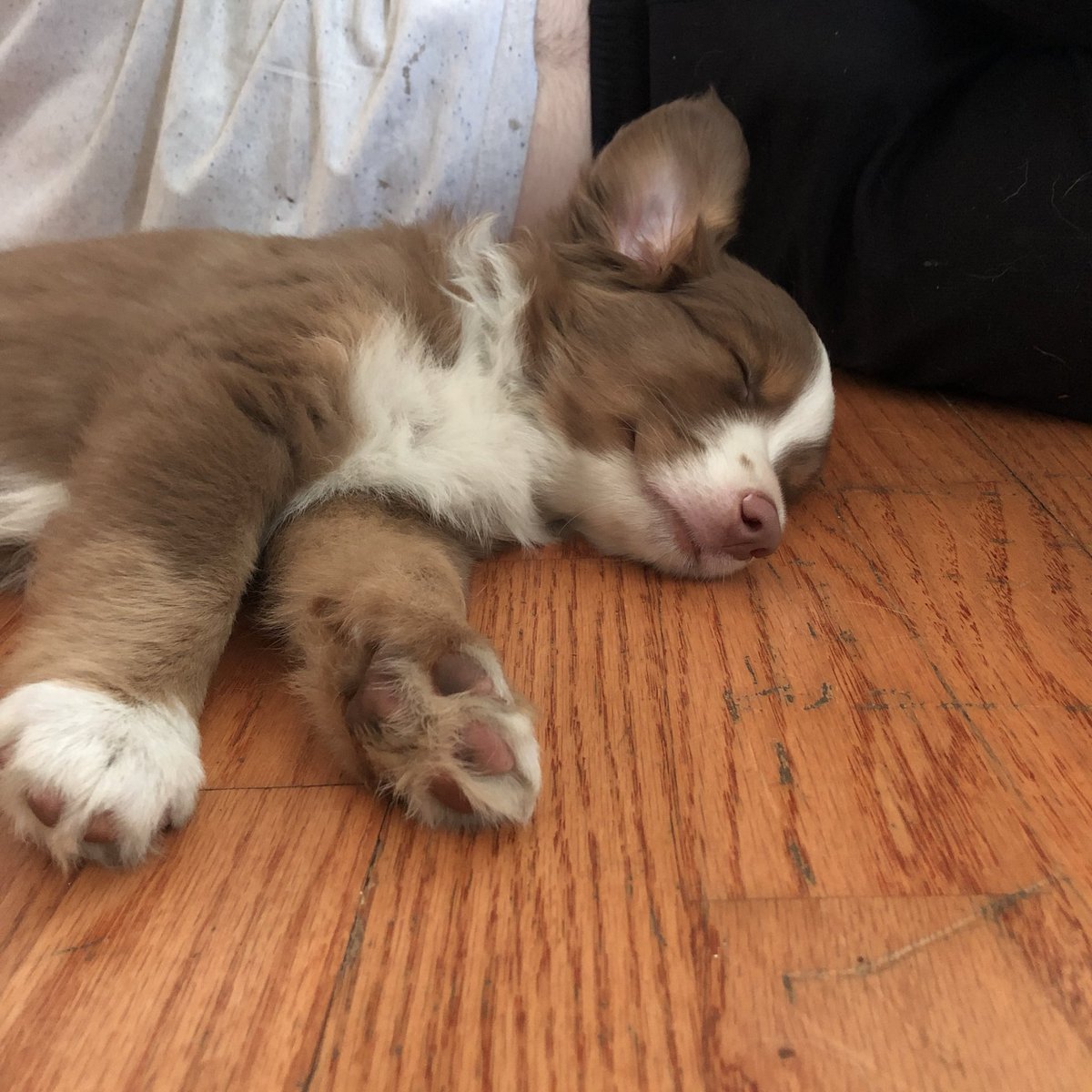 3hollen's tweet photo. Follow our (well, technically Ethan’s, but he’s basically mine, too) pup on IG if you haven’t already 😤 @lewis_the_aussie1 https://t.co/9Lw9p5PFYm