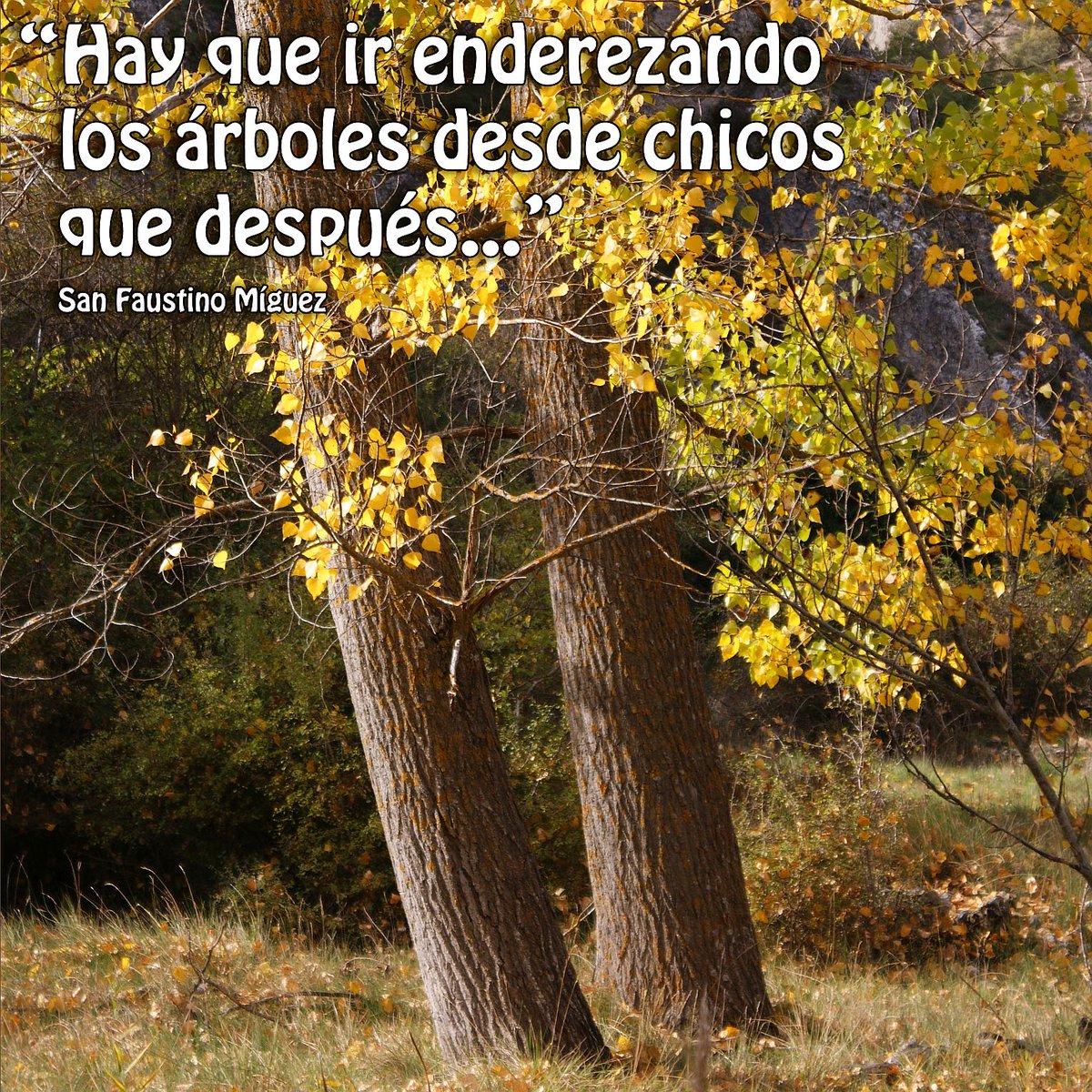 ICalasanciohdp's tweet photo. #diadelarbol Hay que ir enderezando los árboles desde chicos que después..." P. Faustino https://t.co/iJfQaImSKm
