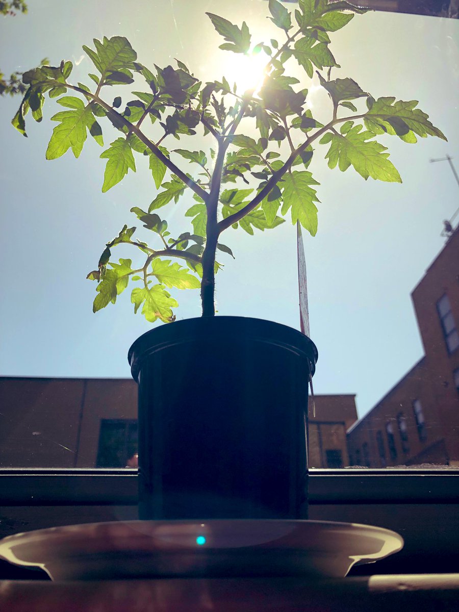 ARUtemp's tweet photo. We are proud to present the newest addition to our EB team. Everyone, this is Tom. 
#tomatoplant #2019 #cambridge #tomupdate https://t.co/poJcbtppMl