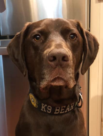 OnPatrolK9's tweet photo. Lancaster County Drug Task Force K9 officer assists in one of the largest cocaine busts in U.S. history
๐K9 Bear has a long record of drug busts . . . and a Facebook page
https://t.co/GNEnZ5qRzh
#K9 #dog #WarOnDrugs #LivePD @LivePDNation @OfficialLivePD https://t.co/6OBS1jZuw9