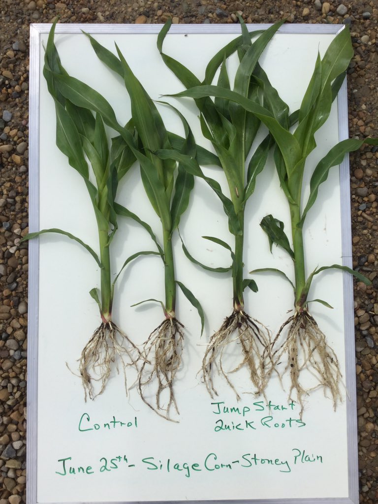 Ropes_3's tweet photo. UFA Corn plot spruce grove with and without jumpstart and quickroots #pickseed @UFAcooperative #quickroots https://t.co/NBJ881ahud