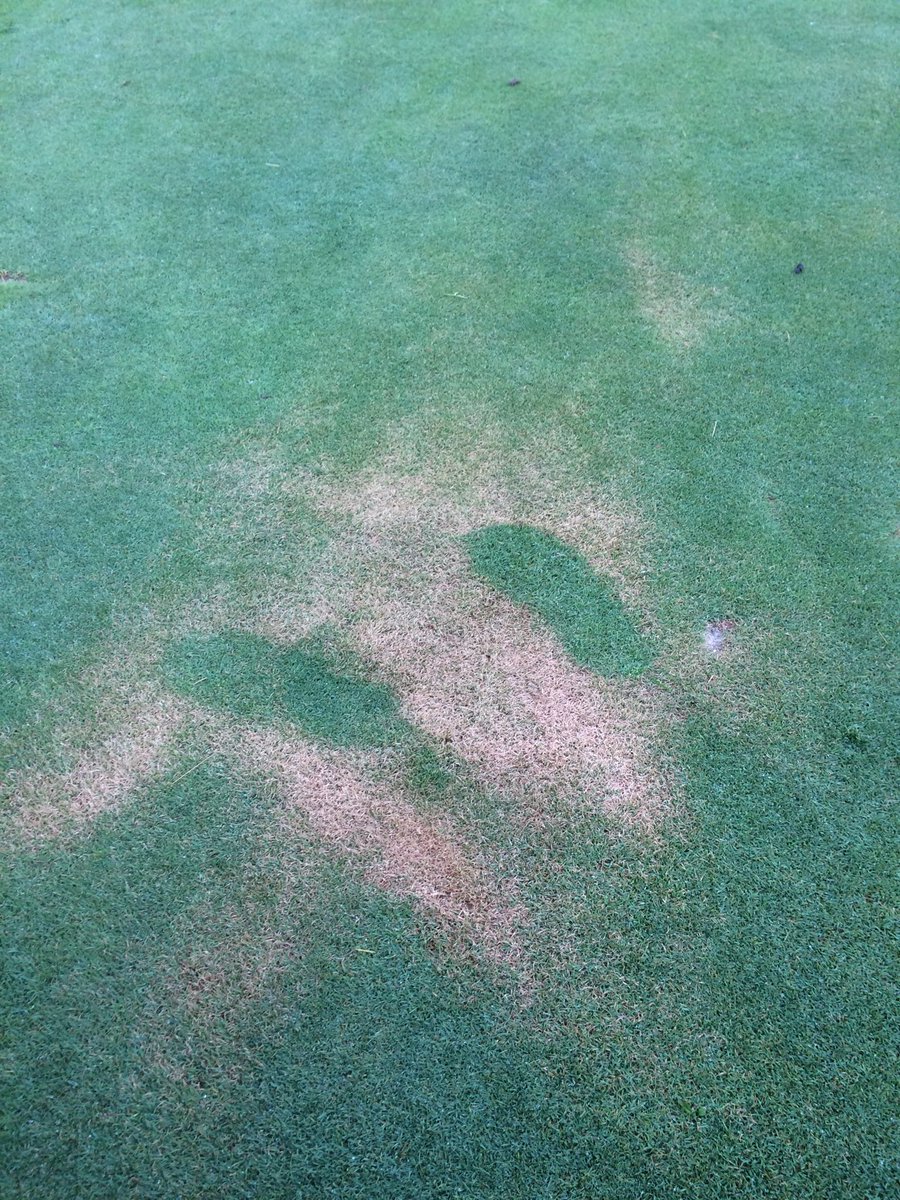 rlindsay3's tweet photo. I wasn’t kidding please don’t apply bug spray/ sunscreen on the tee box!!! https://t.co/Iti0GvtI6S