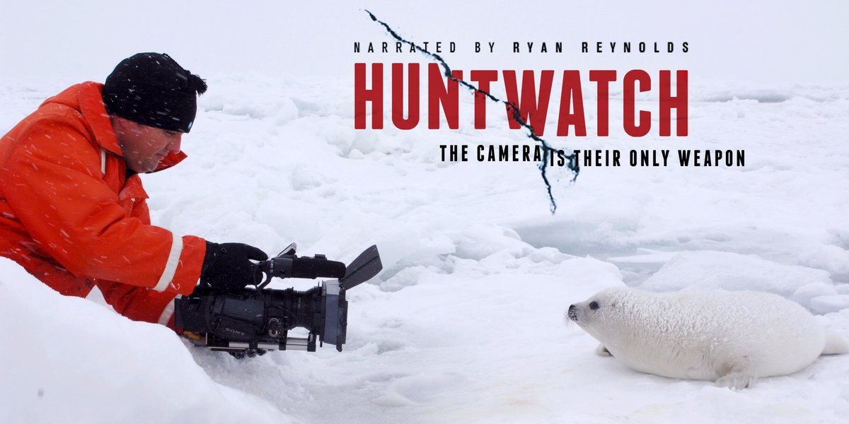 animal1s's tweet photo. The Film The Seal Industry Doesn't Want You to See. #Huntwatch #FurIsDEAD https://t.co/QFnKvIZl2G