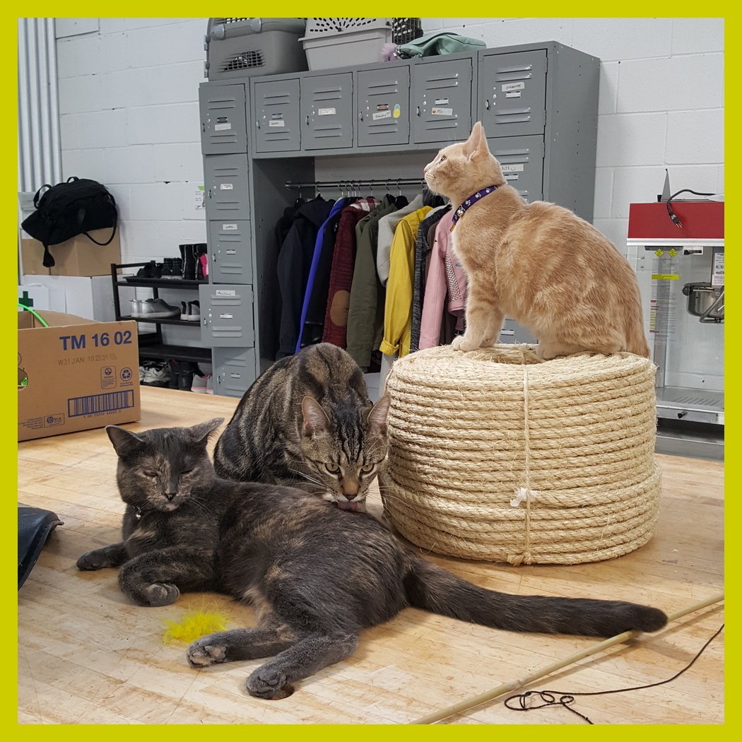 Peartree tweet media