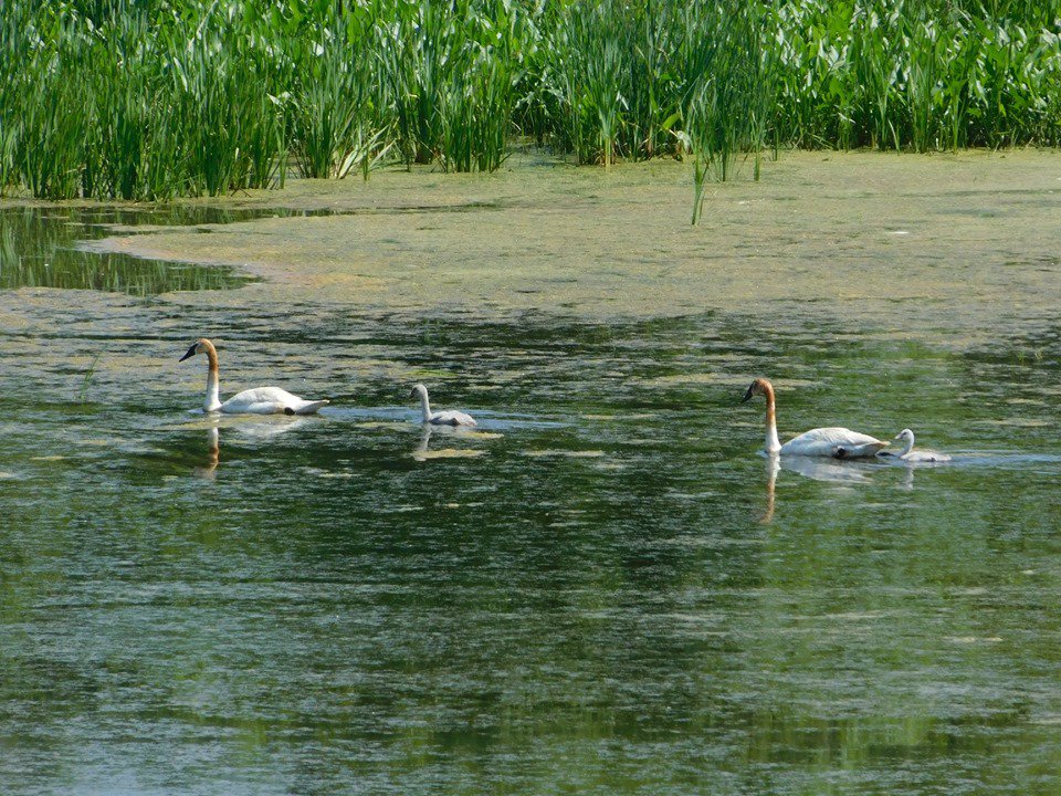 UAkron Foundation tweet media
