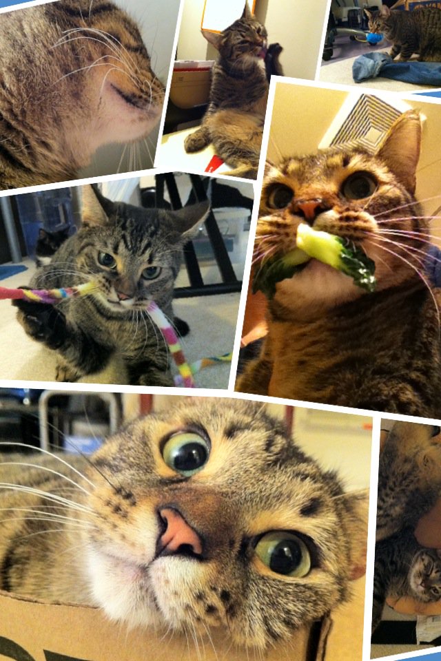 momocakeez's tweet photo. Found an old collage I made for Chopper in 2011.... so cuteeeee #choppercat #cat #cute #CatsOfTwitter #meow #throwback #chopperlikesvegetables https://t.co/lHcyDwjKzP