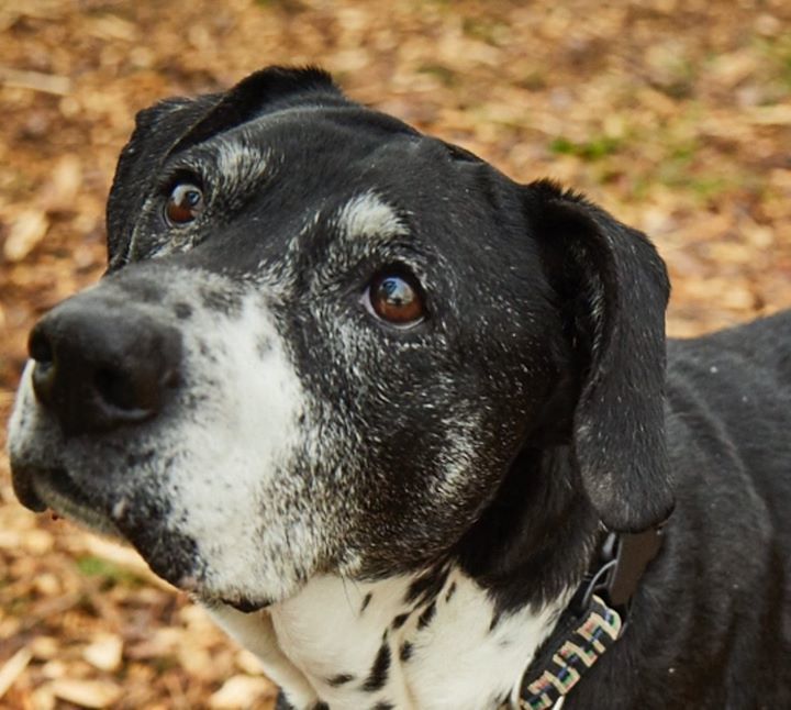 LilysLegacySDS's tweet photo. SPOTS WORLD cont: Party on Spot..Party on. Spot is a trusting, docile companion. Let him curl up next to you &amp; he is happy. He doesn't seek attention such as petting, but he likes to be with you. As humans.."we're not worthy!" #adoptspot #spotthedog https://t.co/nD8t7QgA3H