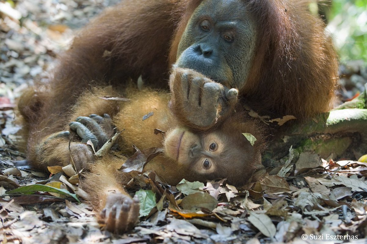 Sumatran Orangutan Society (SOS) (@orangutanssos) on Twitter photo Wishing you all a lovely weekend! Thanks for following us and being part of the global community of #orangutan lovers 😊
Photo credit <a href="/SuziEszterhas/">Suzi Eszterhas</a> Wishing you all a lovely weekend! Thanks for following us and being part of the global community of #orangutan lovers 😊
Photo credit <a href="/SuziEszterhas/">Suzi Eszterhas</a>