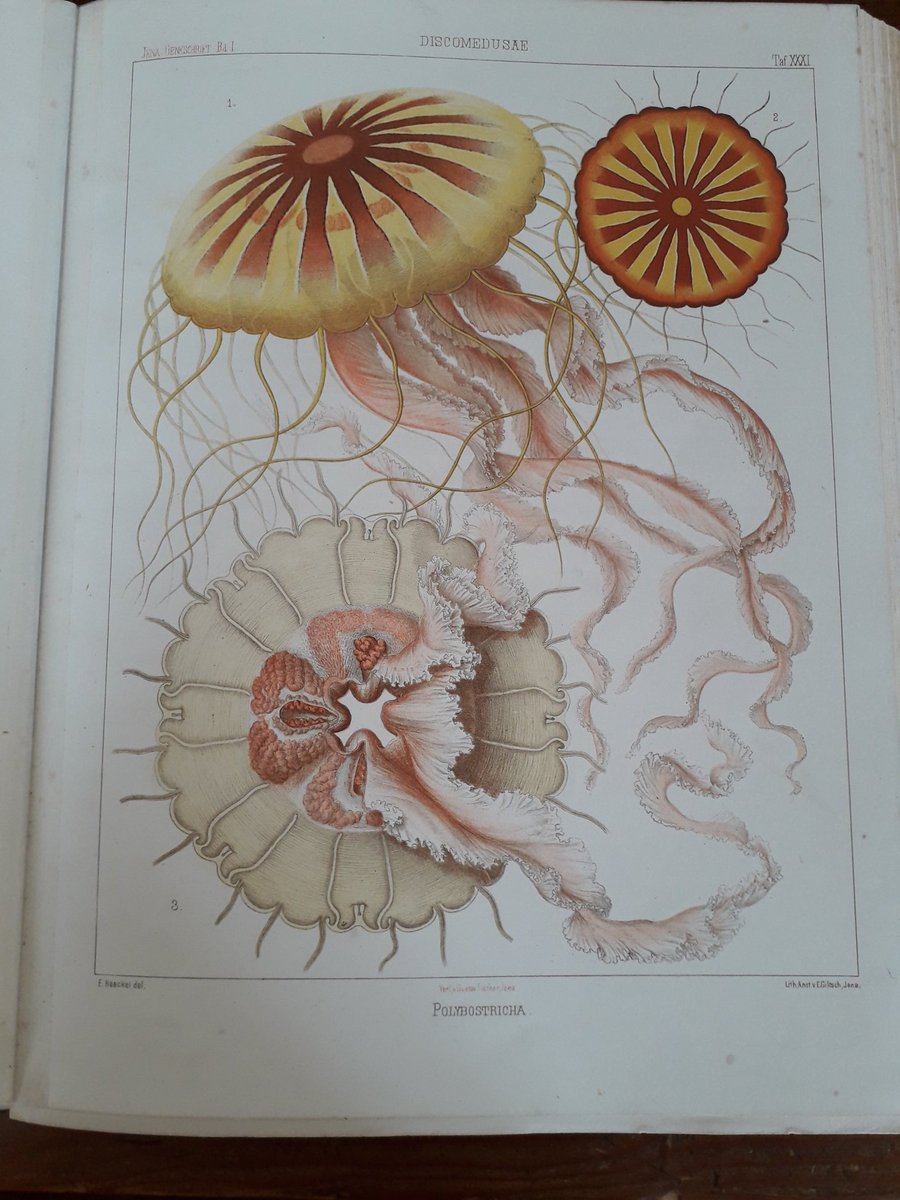 bleunven_p's tweet photo. Lorsqu'on est en stage à la @SBRoscoff, on à la chance de découvrir certain trésors dans la bibliothèque. Des grands noms scientifiques, des magnifiques illustrations et de beaux alguiers
#DDSenStage https://t.co/GB8cCS9iy3