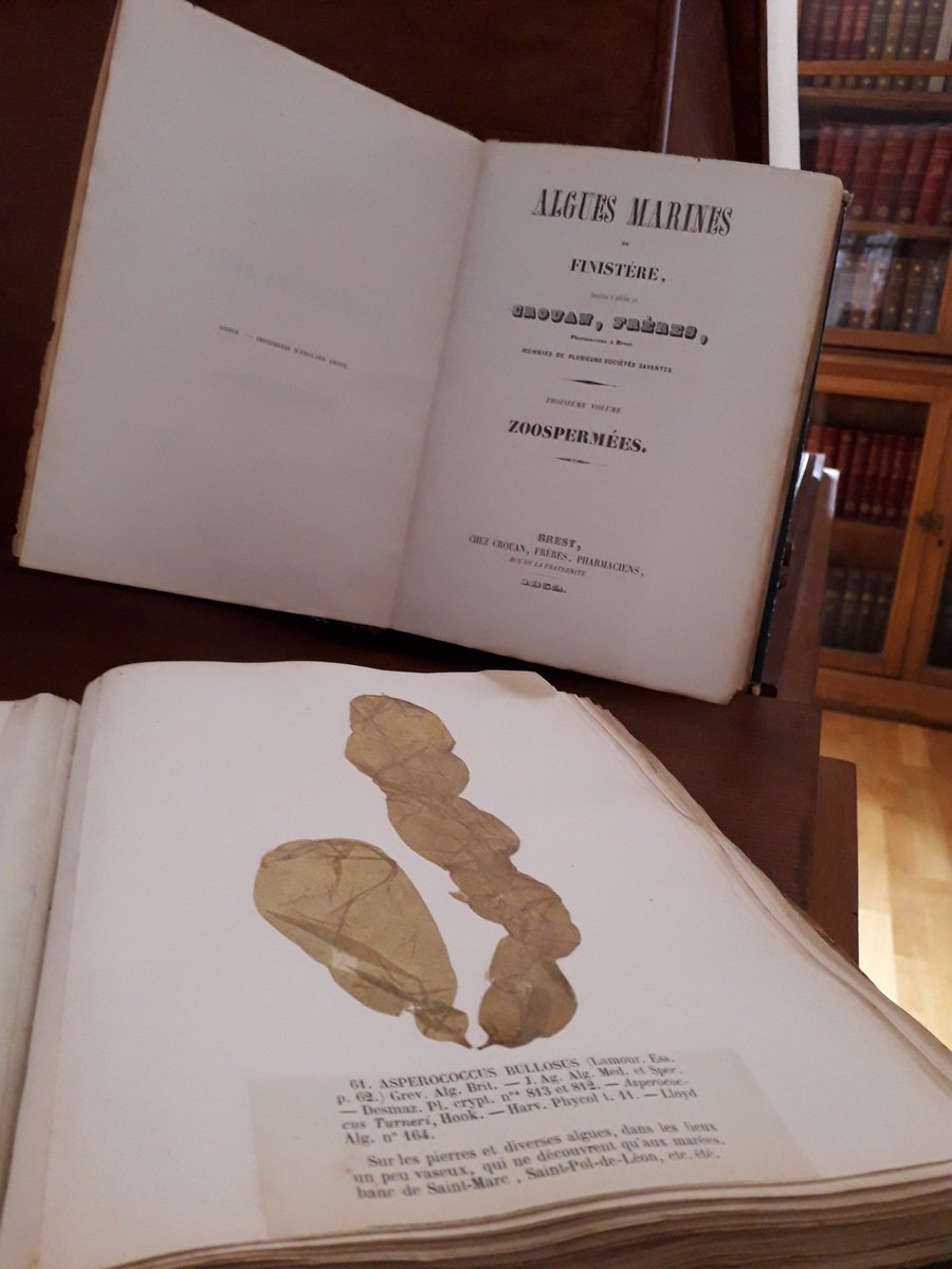bleunven_p's tweet photo. Lorsqu'on est en stage à la @SBRoscoff, on à la chance de découvrir certain trésors dans la bibliothèque. Des grands noms scientifiques, des magnifiques illustrations et de beaux alguiers
#DDSenStage https://t.co/GB8cCS9iy3